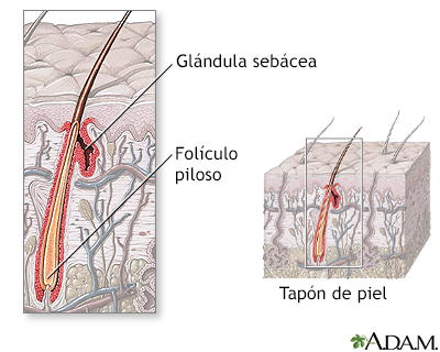 Anatomía del folículo piloso