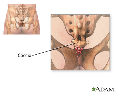 Cóccix