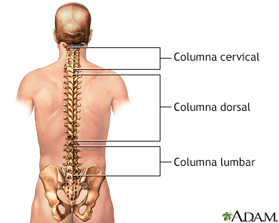 Anatomía posterior de la columna vertebral