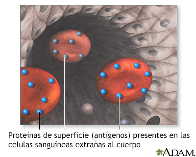 Proteínas superficiales que causan rechazo