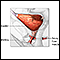 Reparación quirúrgica de la uretra y la vejiga - serie - Anatomía normal